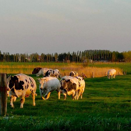 Gastenverblijf Hof Moye Tyt Middelkerke Buitenkant foto